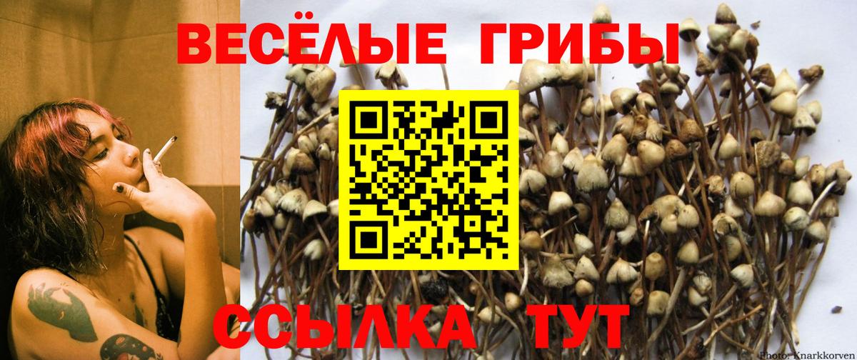 Галлюциногенные грибы Psilocybine cubensis  Вход с VPN  Семёнов  Псилоцибиновые грибы GOLDEN TEACHER 